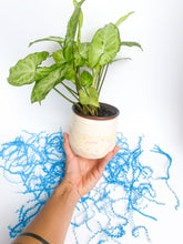 Load image into Gallery viewer, Preorder: 5" Confetti Planter with drainage holes